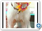 petpics_1561456878942 (1)