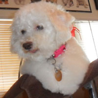 dog groomers