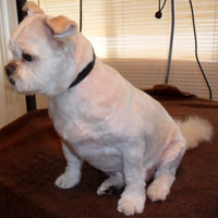 pet groomers